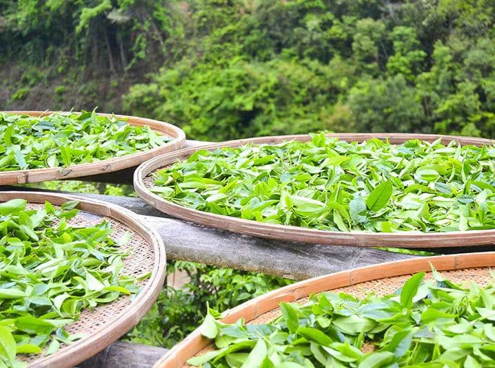 Sustainable Cultivation