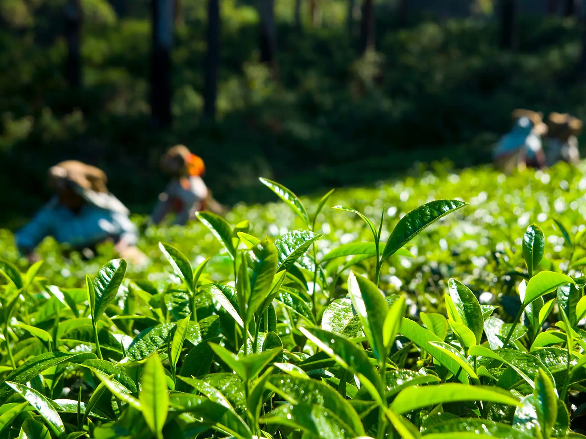 Tea Field